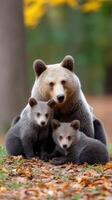 A mother bear and her two cubs in the woods photo