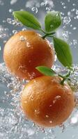 Two oranges are floating in water with leaves photo