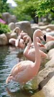 A group of flamingos standing in the water photo