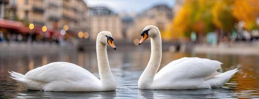 Two swans are swimming in a river photo