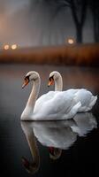 Two swans are swimming in the water at dusk photo