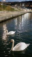 Two swans swimming in the water photo