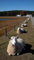 A group of sheep laying down in a field photo