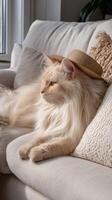 A fluffy cat wearing a hat on a couch photo