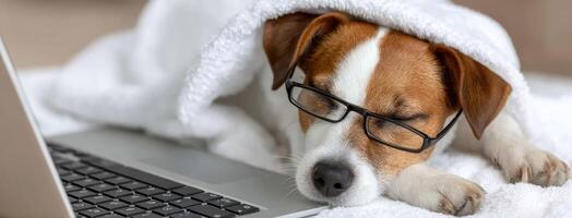 A dog wearing glasses and a blanket is sleeping on a laptop photo