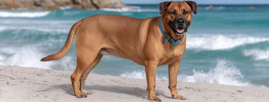 A dog standing on the beach with waves in the background photo