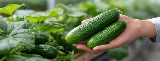 A person holding two cucumbers in a greenhouse photo