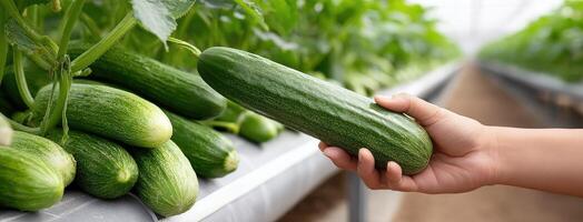 A person holding a cucumber in a greenhouse photo