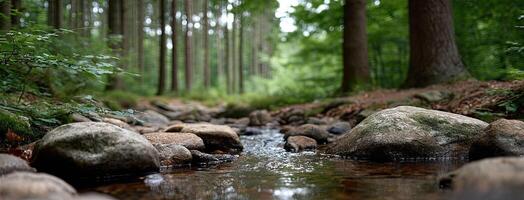 A stream of water running through a forest photo
