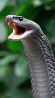 A close up of a cobra with its mouth open photo
