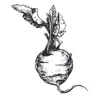 linear sketch of kohlrabi. Ink drawing in old engraving style. Hand drawn cabbage illustration. Round head and leaves of German turnip on white background. vector