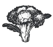 sketch of broccoli. Hand drawn ink drawing of cabbage, imitation of old engraving technique. Black and white drawing of cauliflower with leaves on white background. vector
