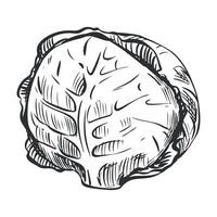 sketch of cabbage. Hand drawn whole head of cabbage, imitation of old engraving technique. Black and white drawing of healthy farm vegetable on white background. vector
