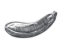 Zucchini sketch in ink on white background. squash in engraving technique. Clipart for farm product design. vector