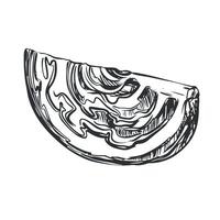 sketch of a piece of cabbage head. Drawn vegetable, imitation of old engraving technique. Black and white drawing of healthy farm product on white background. vector