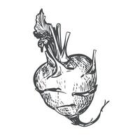 linear sketch of kohlrabi. Ink drawing in old engraving style. Botanical hand drawn illustration of cabbage. Round head and leaves of german turnip on white background. vector