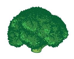 sketch of green broccoli. Hand-drawn cabbage, imitation of old color engraving technique. Colored drawing of cauliflower on white background. Healthy farm vegetable. vector