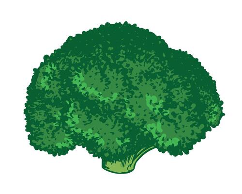 sketch of green broccoli. Hand-drawn cabbage, imitation of old color engraving technique. Colored drawing of cauliflower on white background. Healthy farm vegetable.