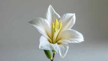 Beautiful white lily flower with delicate petals and vibrant yellow stamens against a soft background photo