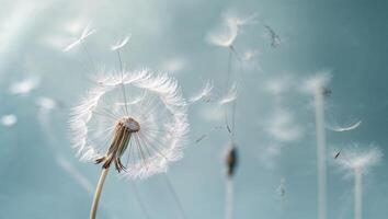 Dandelion seeds disperse gently in the soft breeze on a bright spring day in a tranquil garden setting photo
