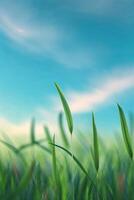 Fresh green blades of grass sway gently under a bright blue sky during a sunny day in an open field photo