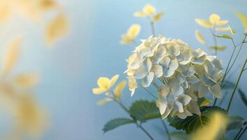 Beautiful white hydrangeas bloom against a soft blue backdrop in a serene garden setting during daylight hours photo