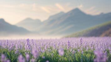 Lavender fields bloom brightly under the morning sun with mountains in the background photo
