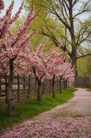Cherry blossom trees line a serene path in spring, creating a beautiful view with fallen petals photo