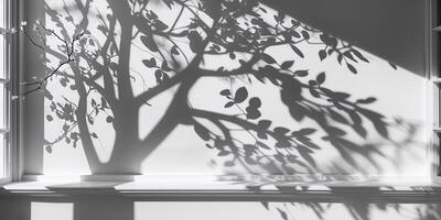 Shadows cast by tree branches create intricate patterns on a white wall in a sunny indoor space during the afternoon photo