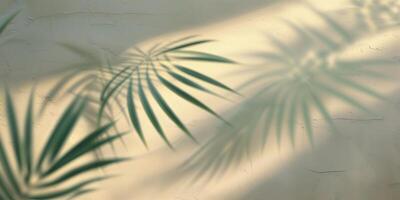 Soft shadows of palm leaves create a calming atmosphere on a textured wall during morning light photo