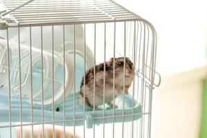 Small hamster explores its cage in a cozy home environment on a sunny afternoon photo