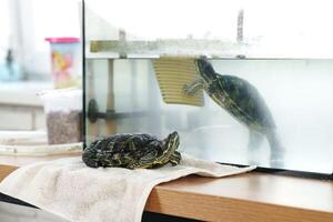 Turtle resting on towel beside aquarium while observing reflection in water during bright indoor setting photo