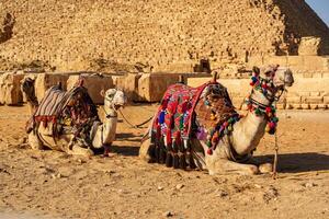 Camels resting in front of the Great Pyramid during golden hour in Giza desert photo