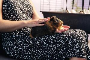 Cute guinea pig resting on a person's lap during a relaxing afternoon at home with cozy decor and soft lighting photo