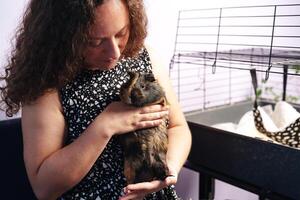 Caring for a guinea pig in a cozy indoor setting during the afternoon photo