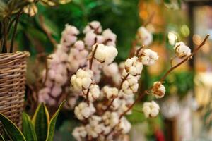 Beautiful cotton flowers displayed in a cozy indoor setting with green plants and soft lighting photo
