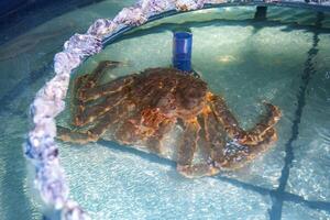 Large crab swimming in a circular tank filled with water during a sunny day at an aquarium photo