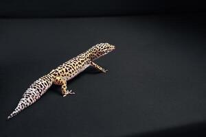 Leopard gecko exploring dark surface with unique patterns and graceful movement in a close-up setting photo