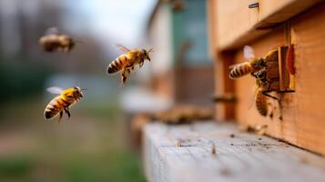 Bees entering and exiting a beehive during the evening in a garden setting photo