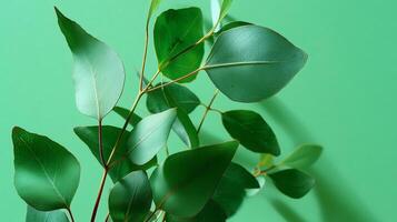 Green eucalyptus leaves create a vibrant natural display against a solid background in a well-lit environment photo