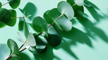Green eucalyptus leaves arranged on a light green surface casting gentle shadows in soft sunlight photo