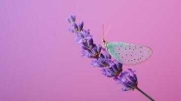 Butterfly rests on lavender flower against a soft pink background in a tranquil nature setting photo