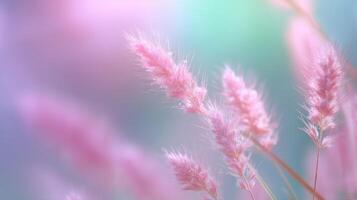 Soft pink grass swaying in gentle breeze during golden hour of late afternoon in tranquil natural setting photo