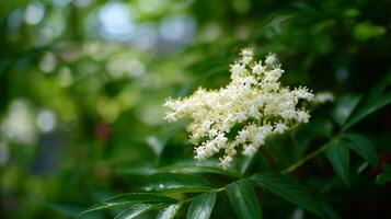 Elderflower blossoms bloom in a lush green setting during the warm daylight of summer photo