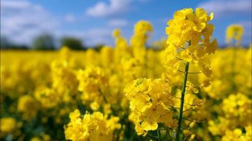 Bright yellow flowers bloom in a vast field under a clear blue sky during a sunny day in late spring photo