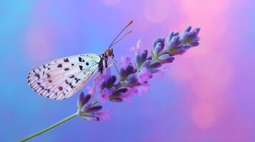 Beautiful butterfly perched on a lavender flower against a colorful background during daylight photo