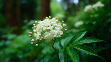 Delicate white blossoms and green leaves in a tranquil forest setting during springtime photo