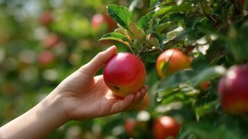 Hand reaching to pick a ripe red apple from a tree in an orchard during a sunny harvest season photo