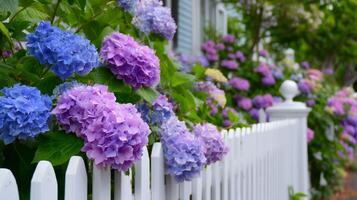 Beautiful hydrangeas blooming beside a white picket fence in a tranquil garden setting photo