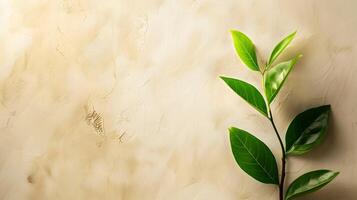 A plant is sitting on a wall with a light background photo